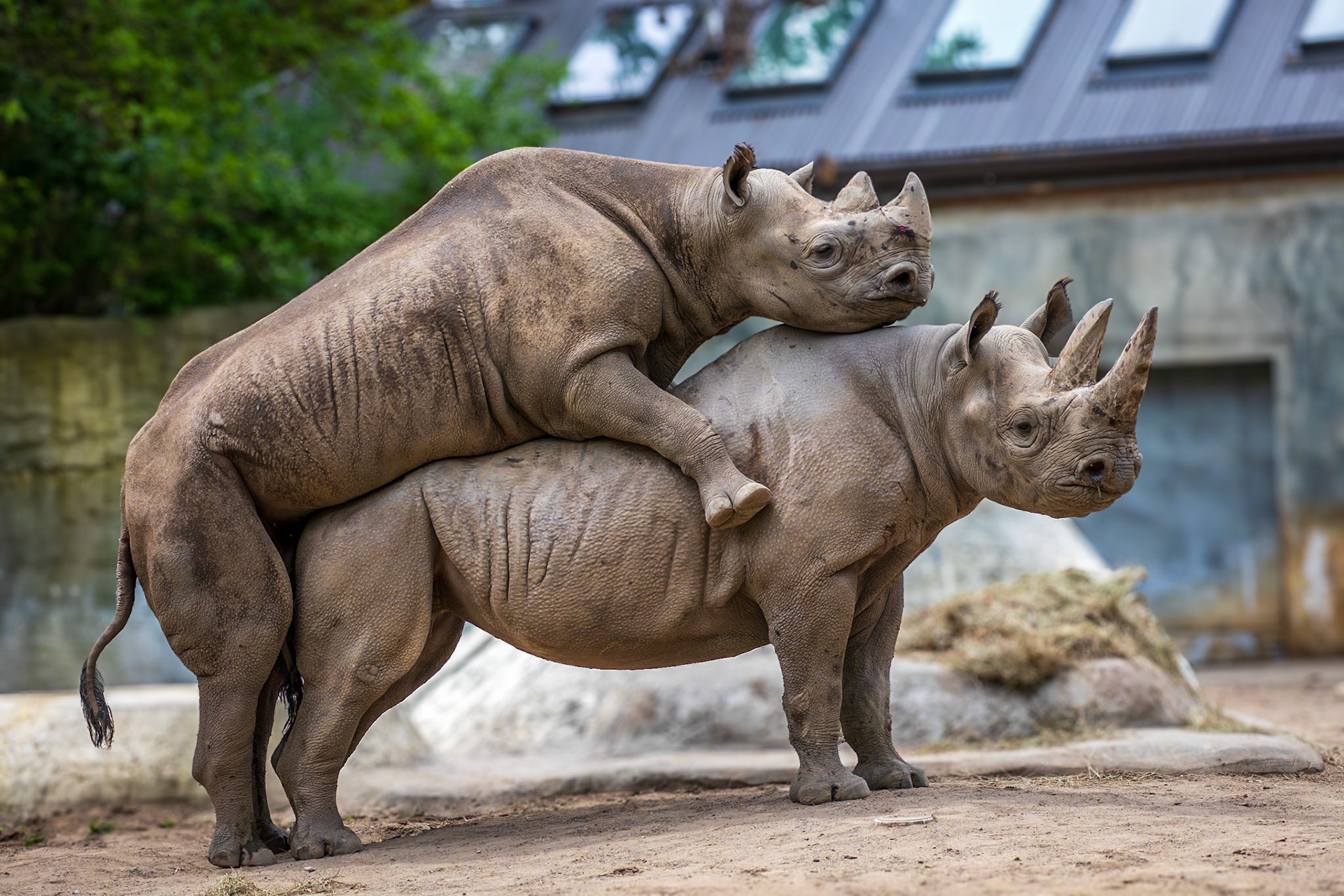 The black rhinos trying to save their species from extinction.
