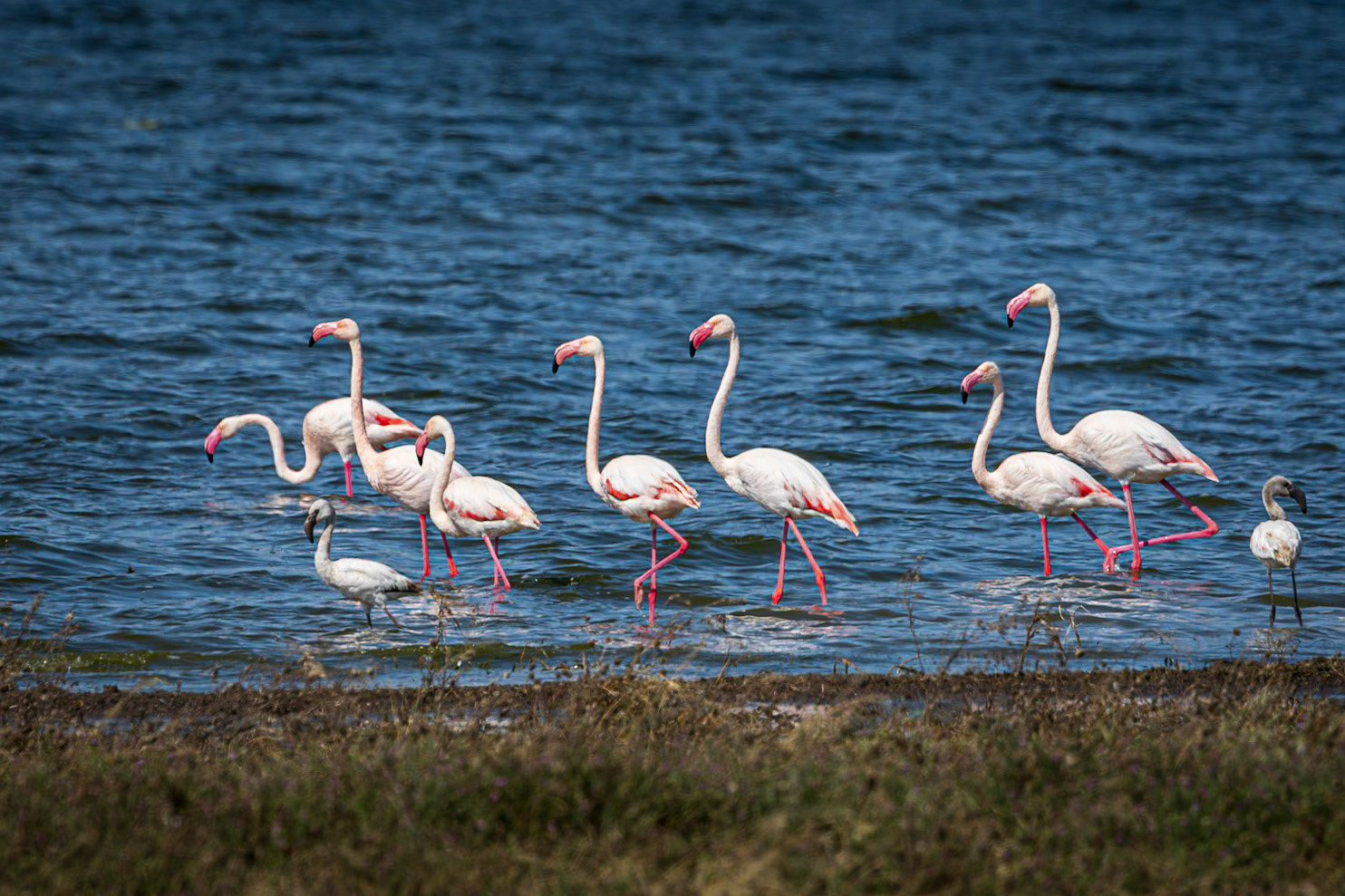 Flamingos