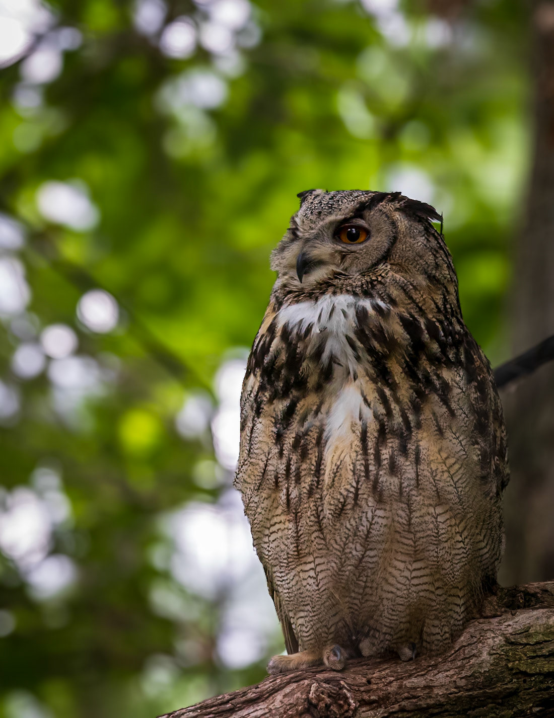 Eurasian Eagle-Owl