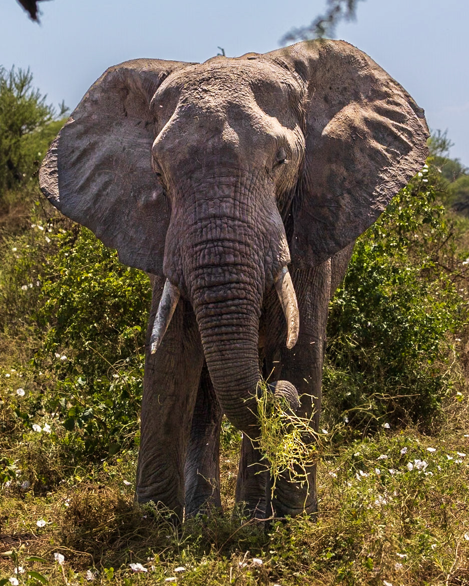 Elephant