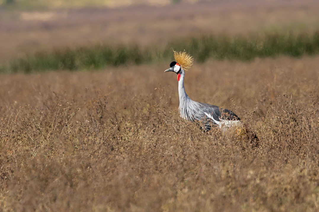 Gray-crowned Crane