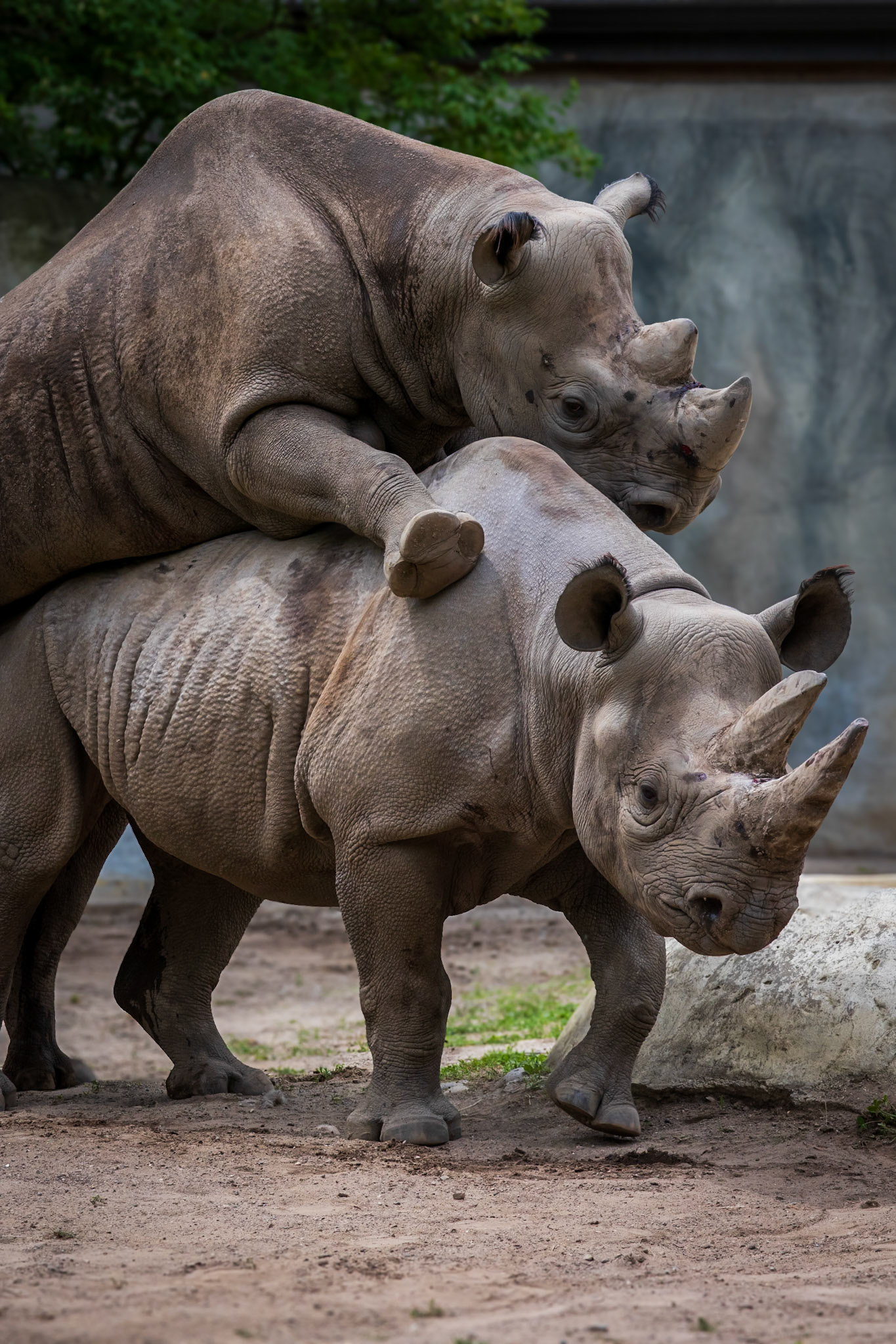 Female black rhinos gestation period is 16 months. It will be 6 monhts before the vet can confirm if this female got pregnant.