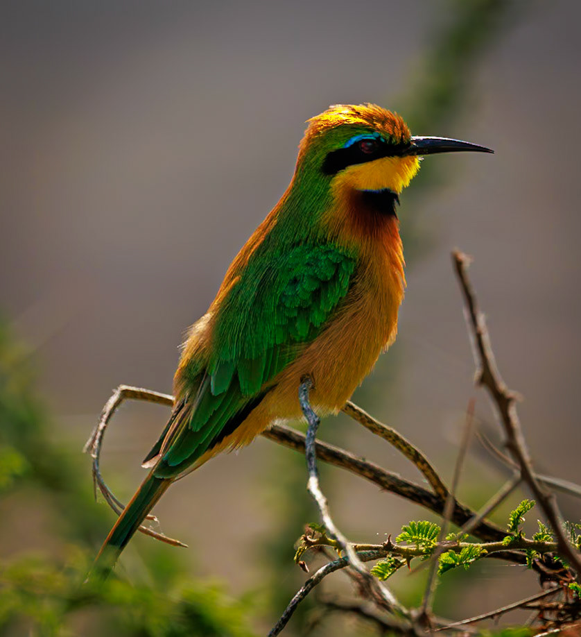 Little Bee-eater