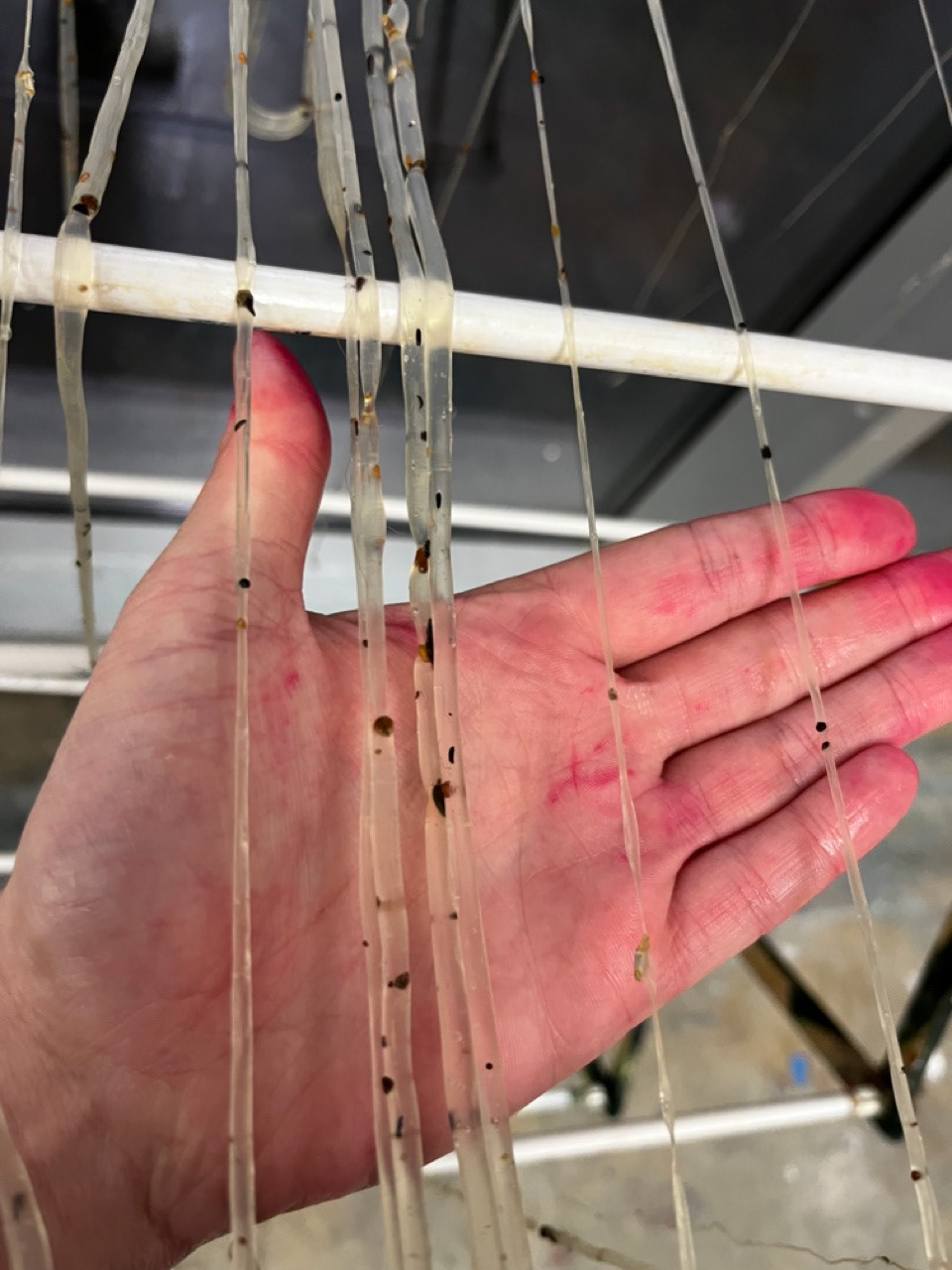 sodium alginate bioplastic yarn with wildflower seeds