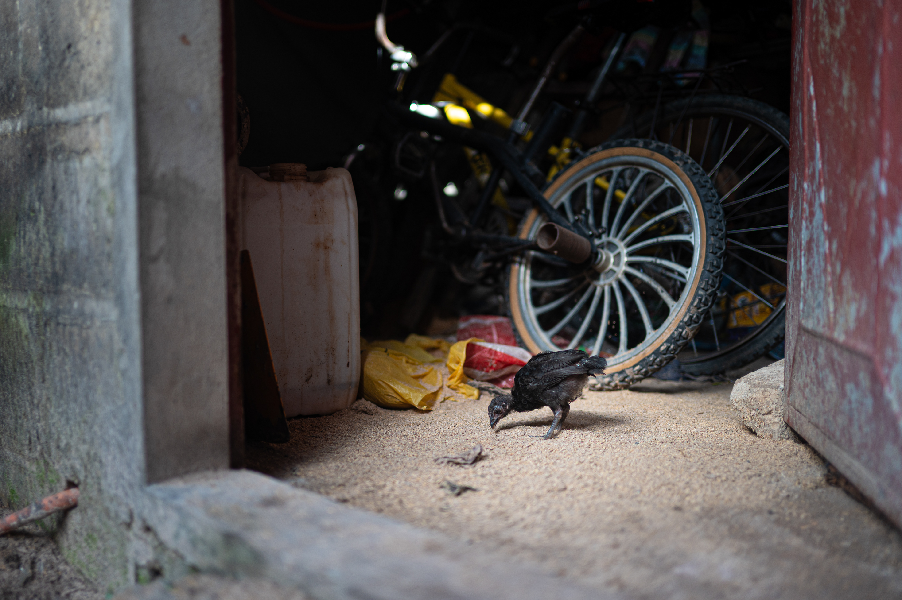 A chick pecks at rice husks on the ground; rice cultivation is one of the main economic activities in the Casamance region. Sengalene village, Casamance region, Senegal. August 22, 2026.
