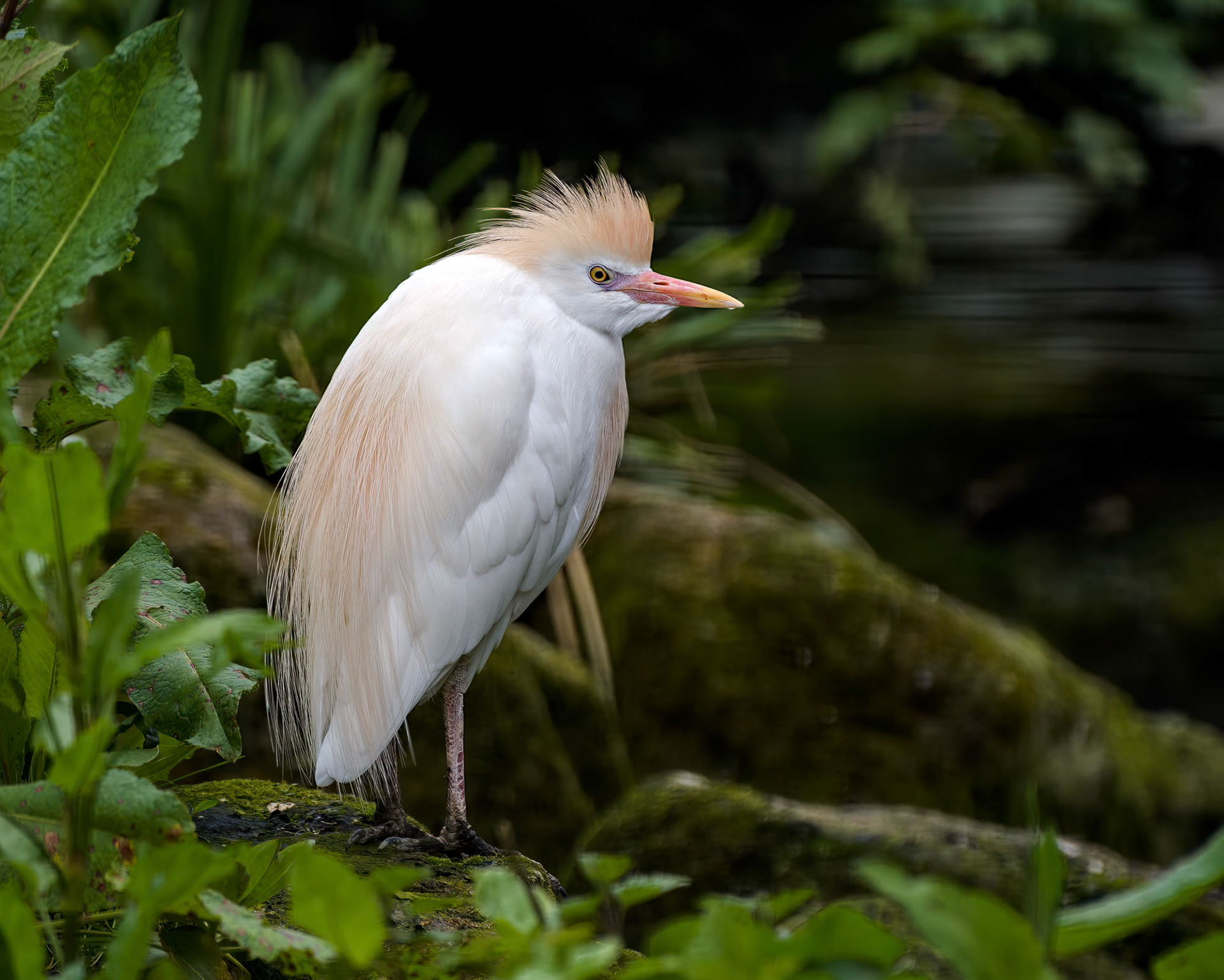 Cattle Egret