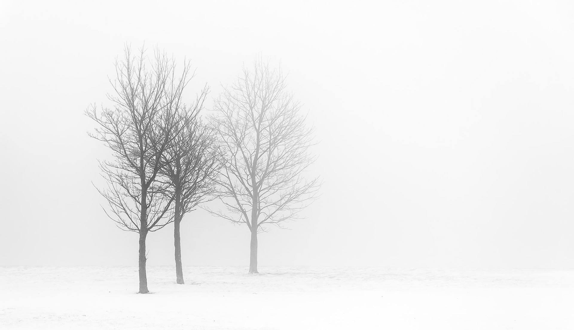 Winter Trees