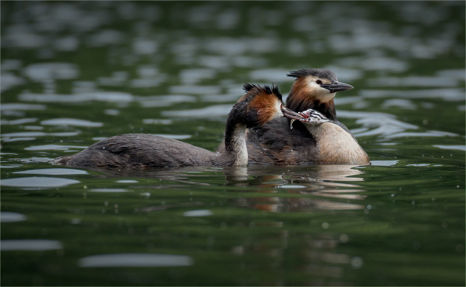 Crested Grebes Feeding Young