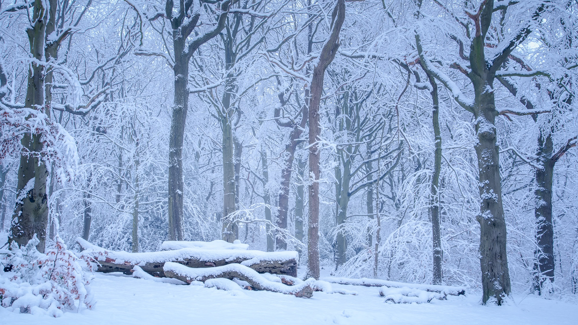 Winter Woodland Scene