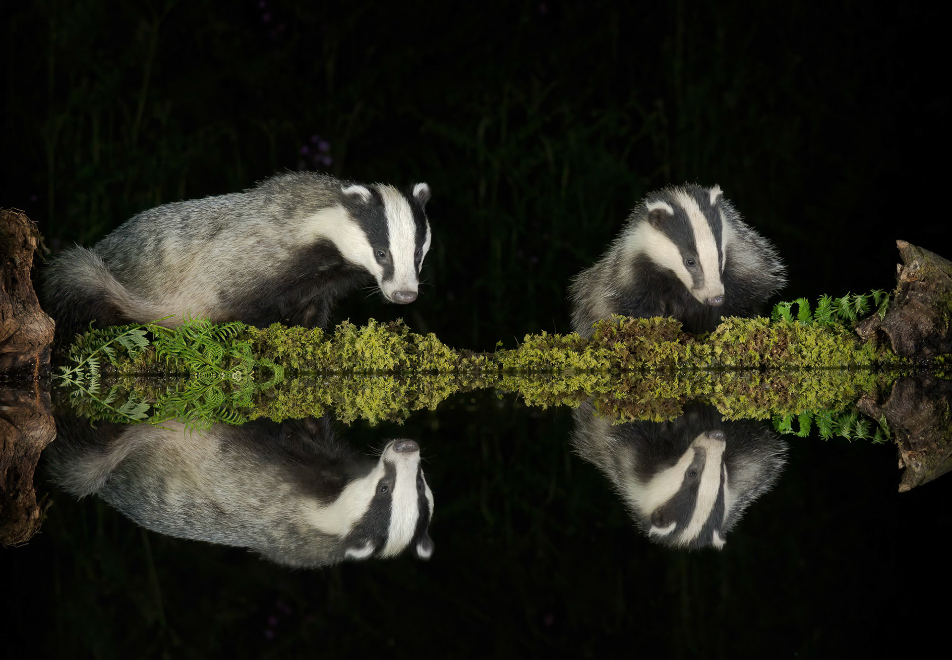 Badger Exploration