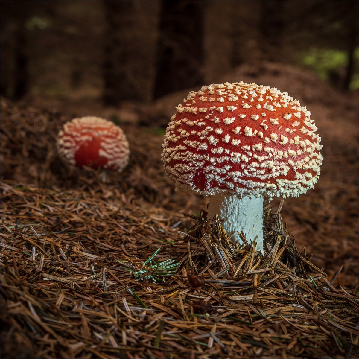 Fly Agaric (Amanita muscaria), is a hallucinogen and must be considered poisonous. These attractive fungi often appear in groups and are a common sight in all kinds of woodlands.