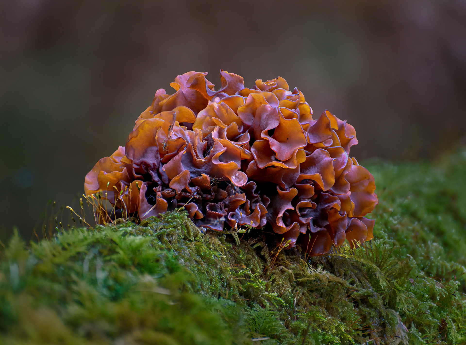 Leafy Brain fungus
