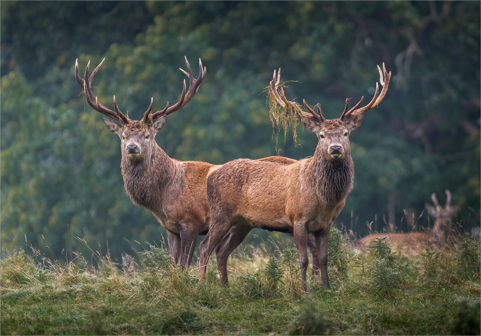 Stag Party