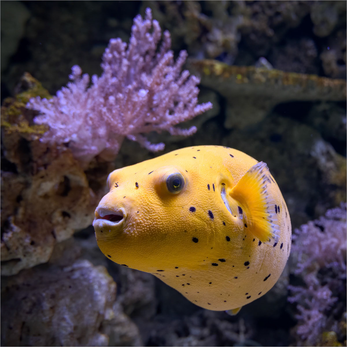 Yellow Dog Faced Pufferfish
