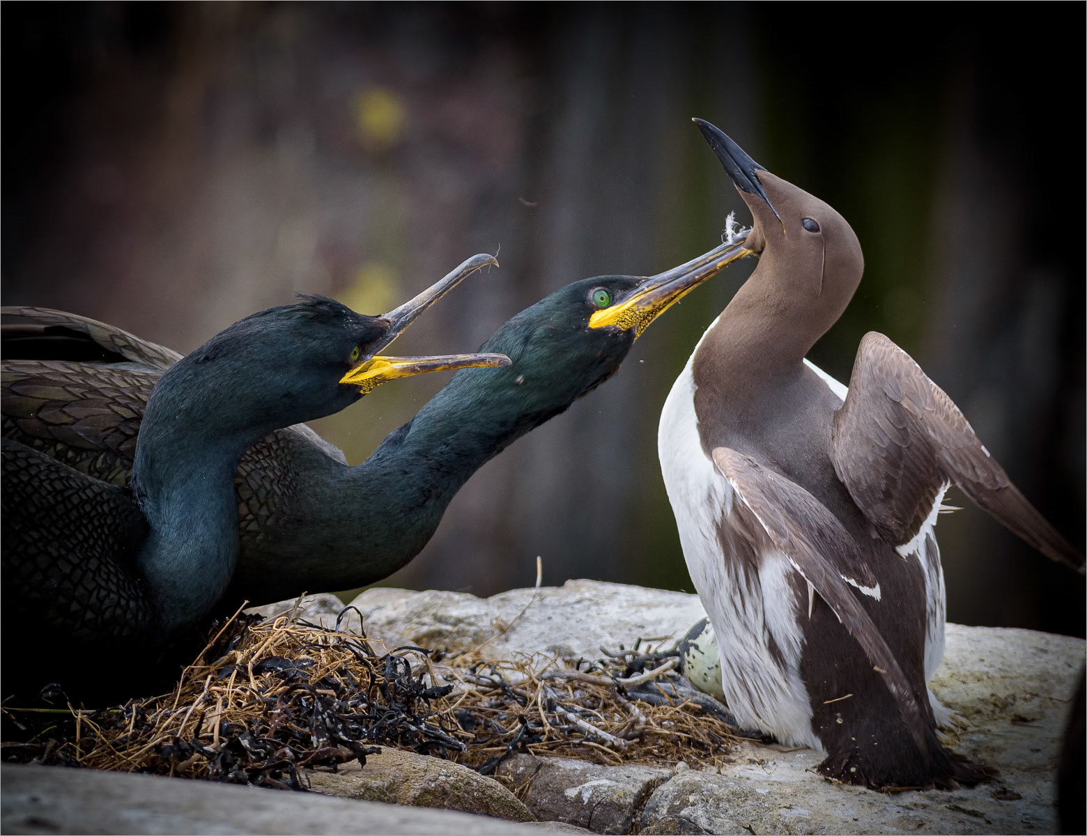 Neighbourhood Dispute