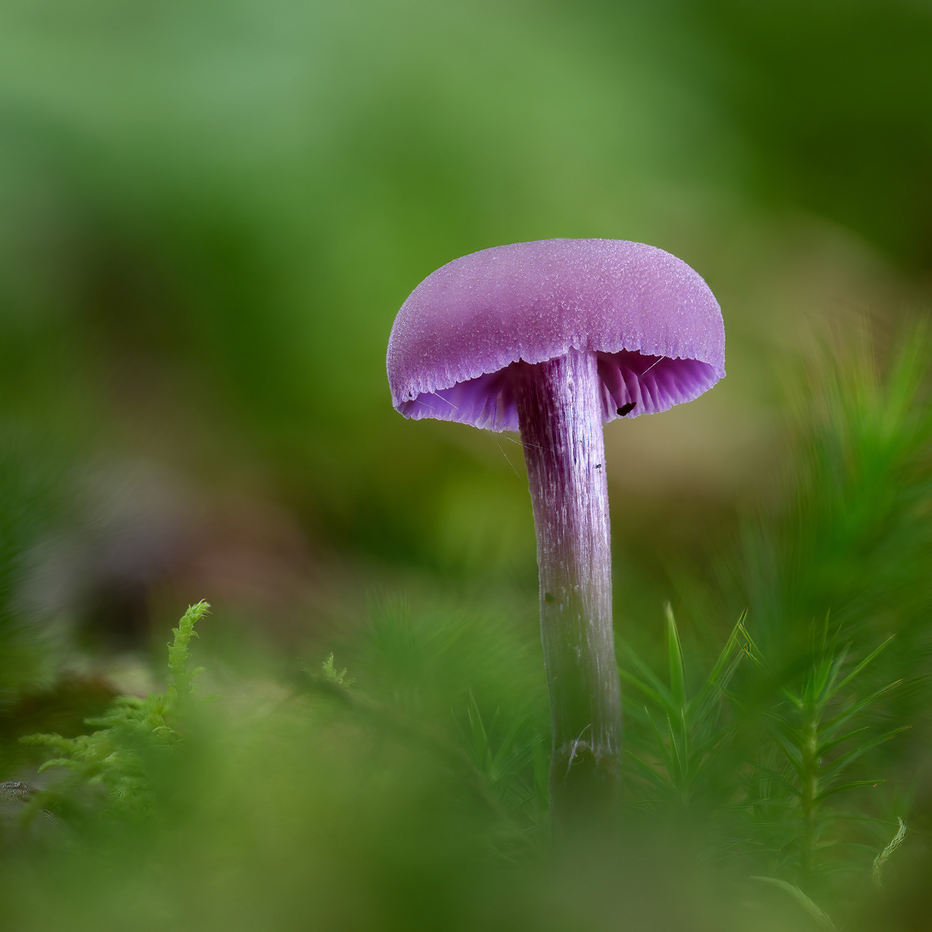 Amethyst Deceiver