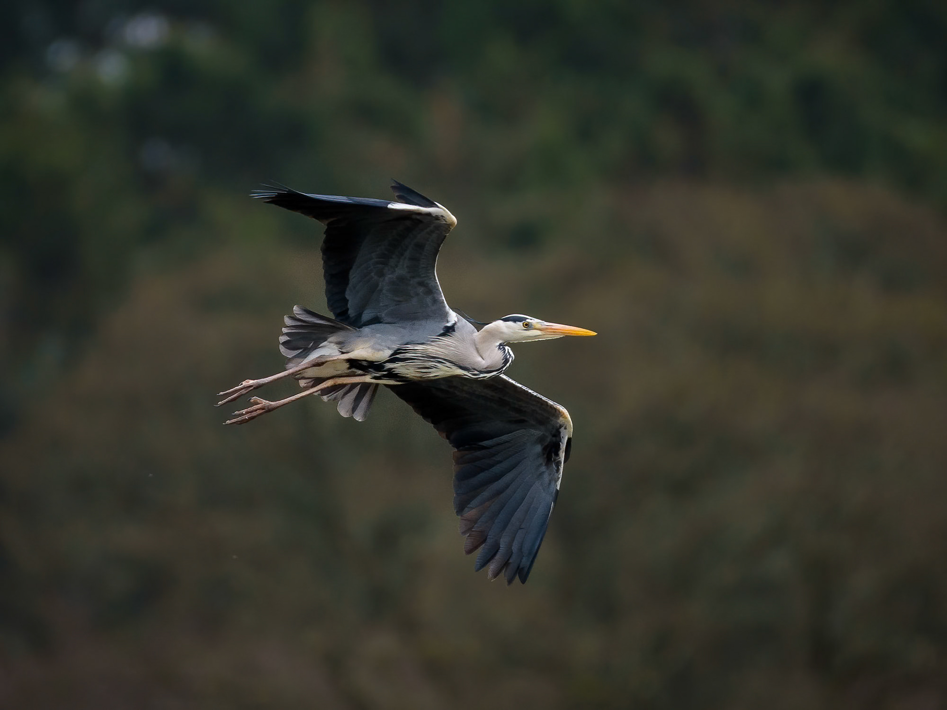 Grey Heron In Flight