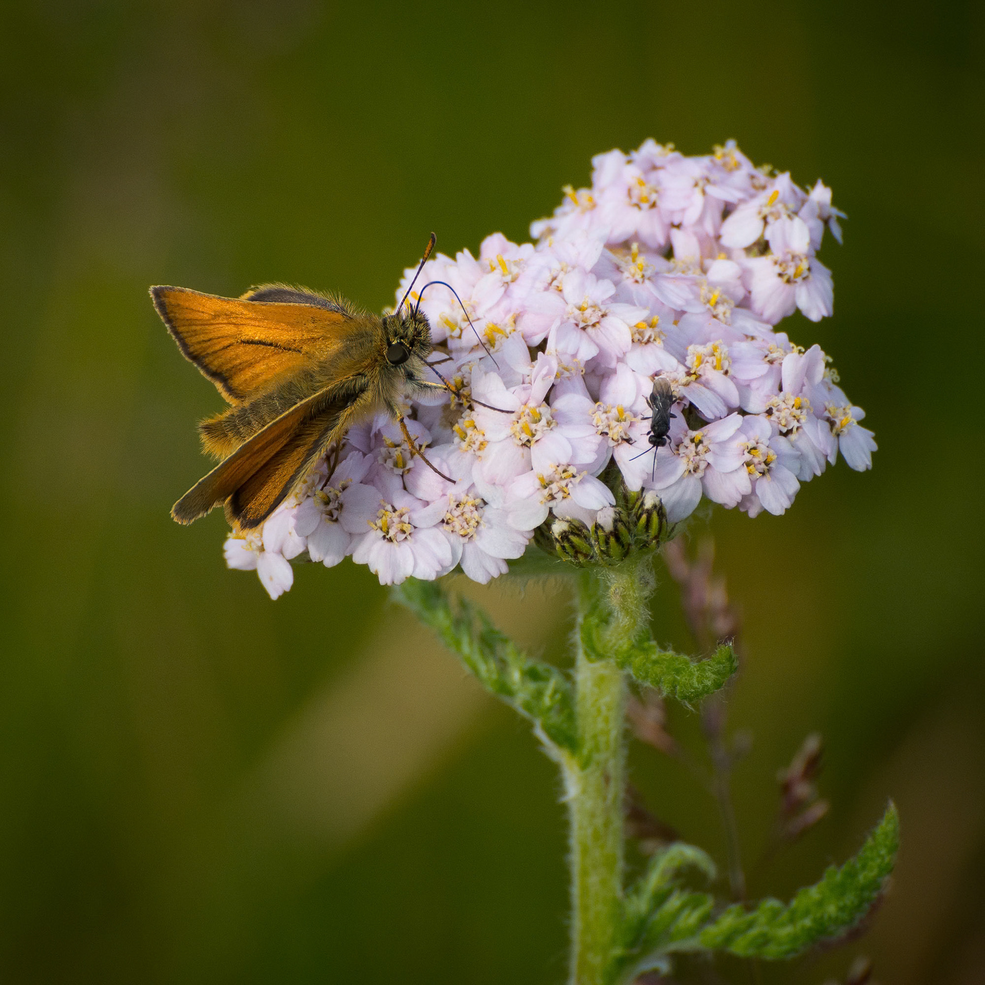 Small Skipper
