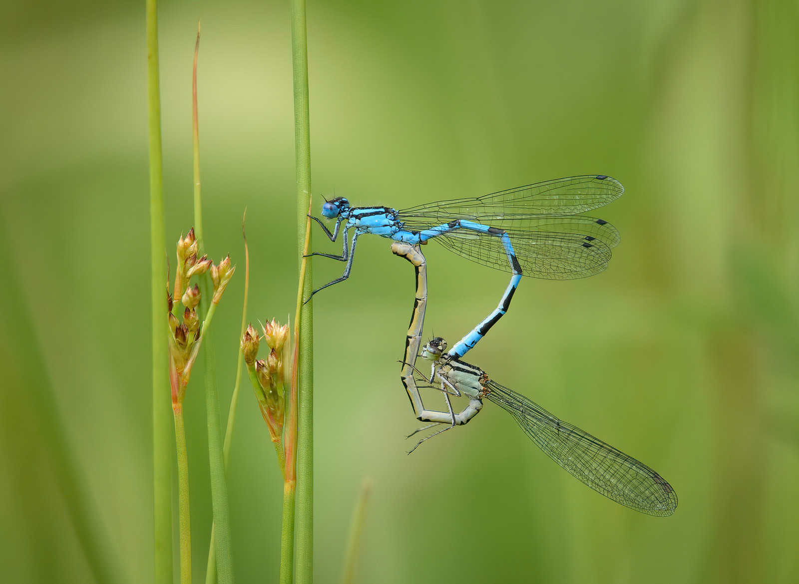 Damselflies Mating