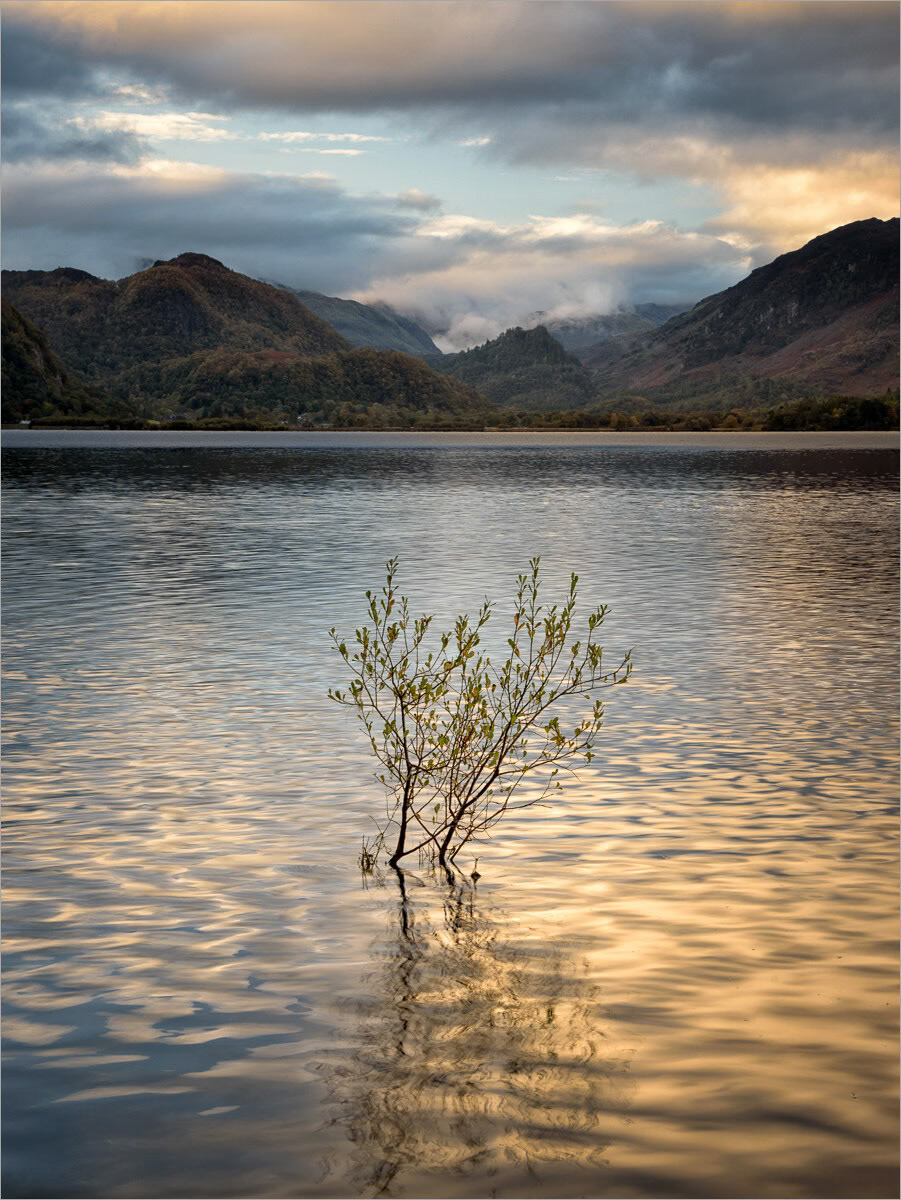 Little Tree
