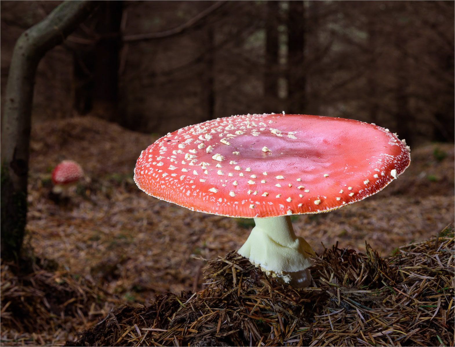 Fly Agaric