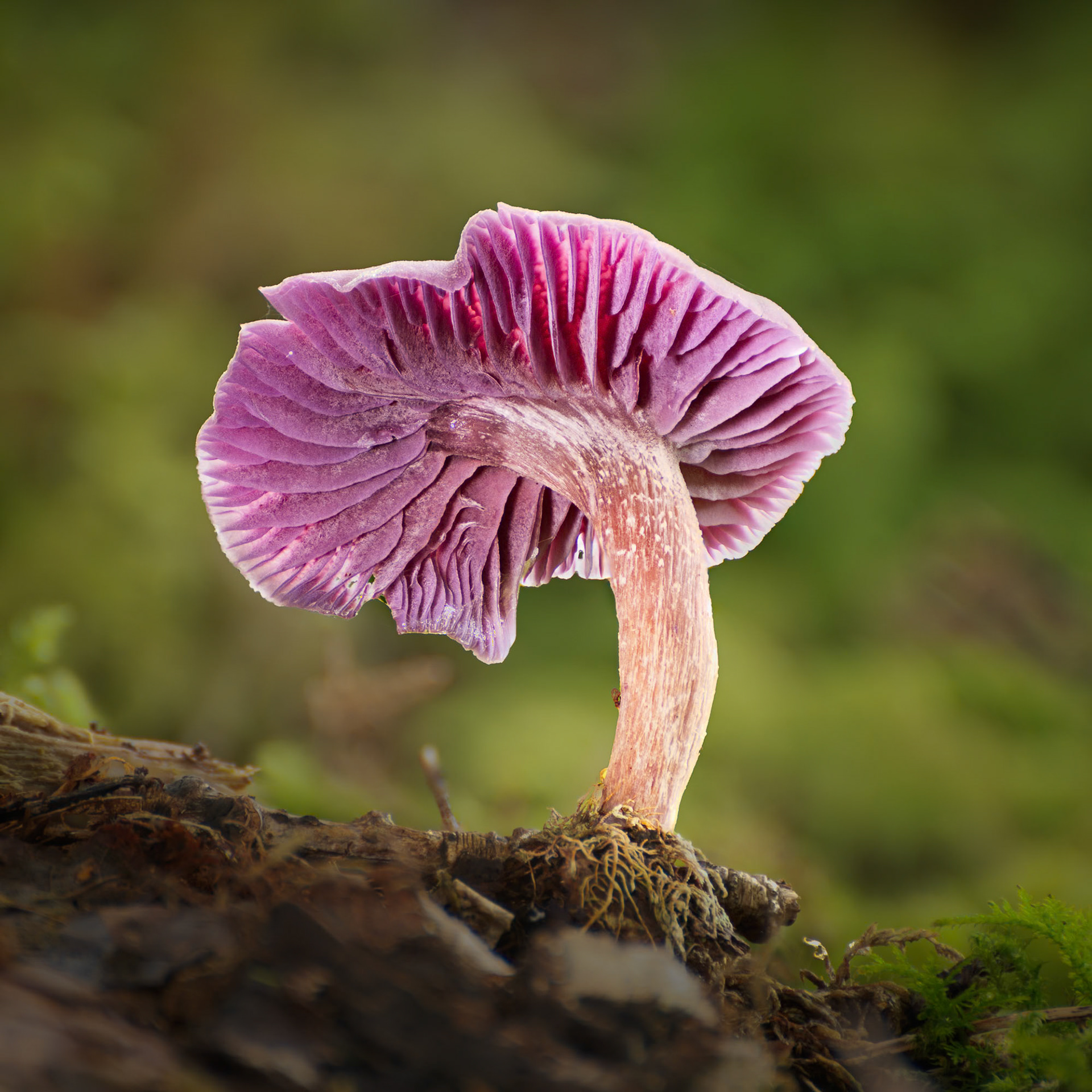 Amethyst Deceiver