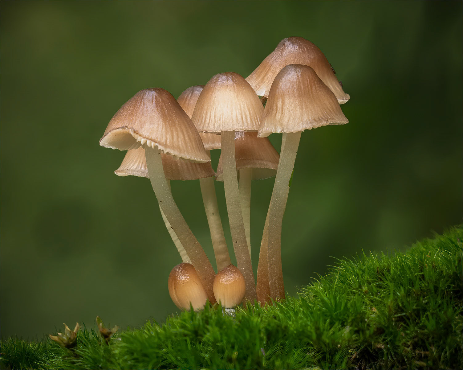 Common Bonnet