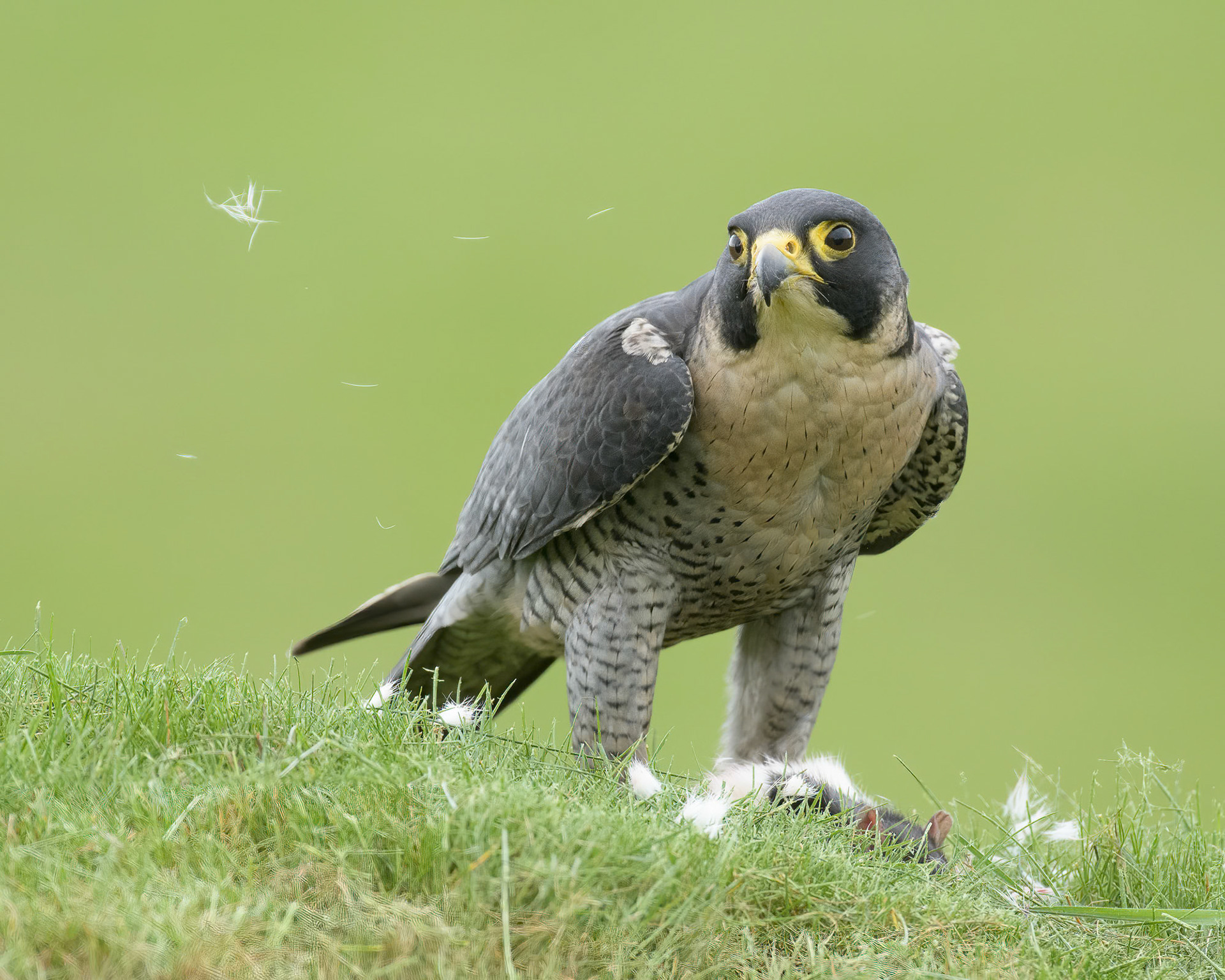 Sparrowhawk and kill