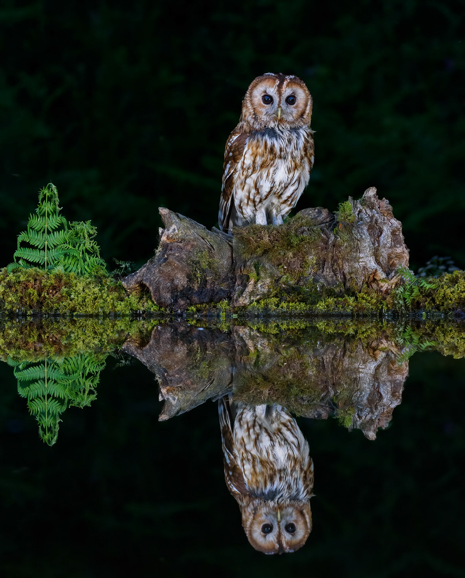 Tawny Owl