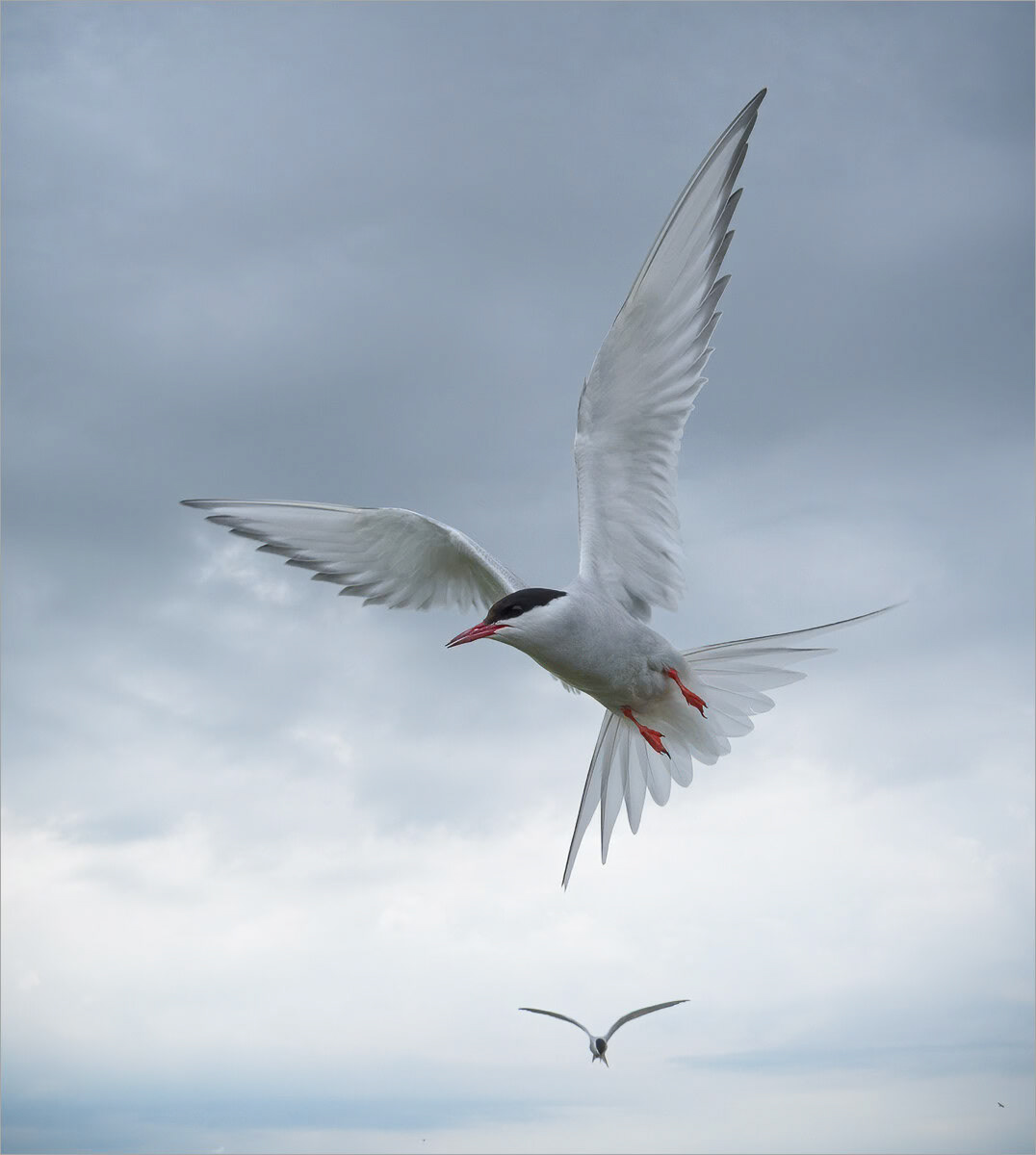 Arctic Tern in Flight