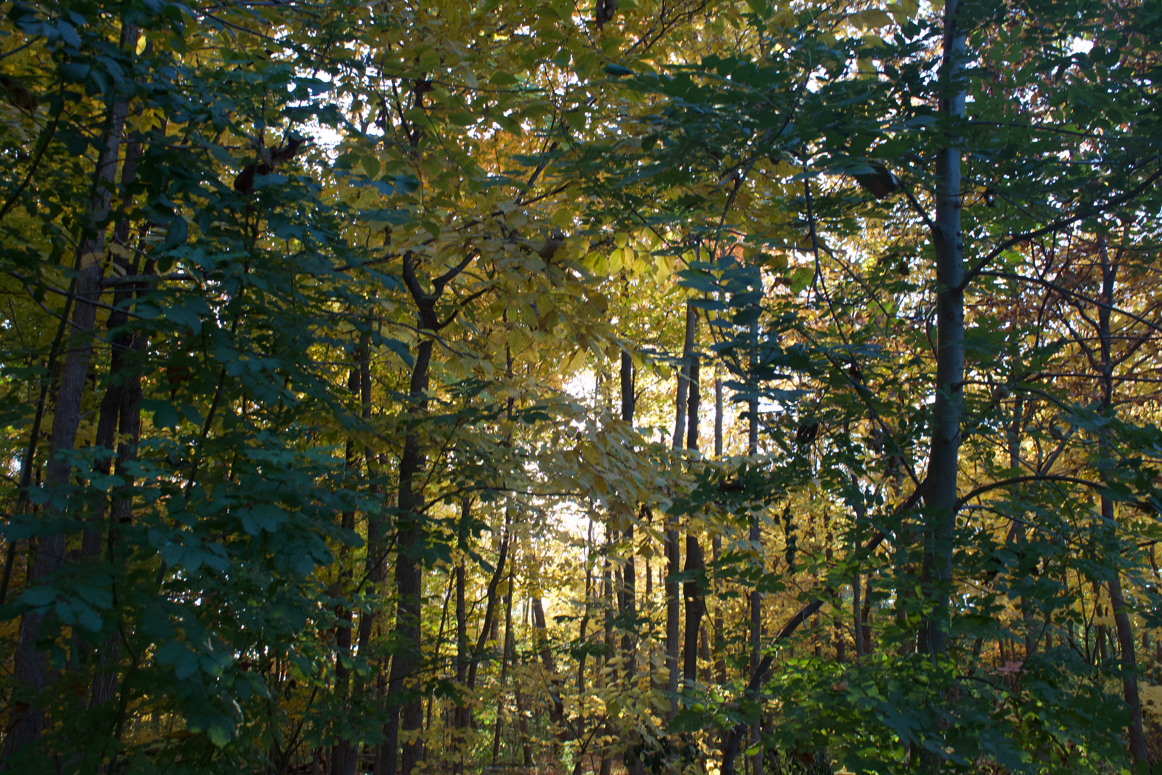 Beautiful green trees during the fall season in Lake Aquitaine Trail in Mississauga, Ontario, Canada. Captured in 2024 with Canon EOS Rebel t3i.