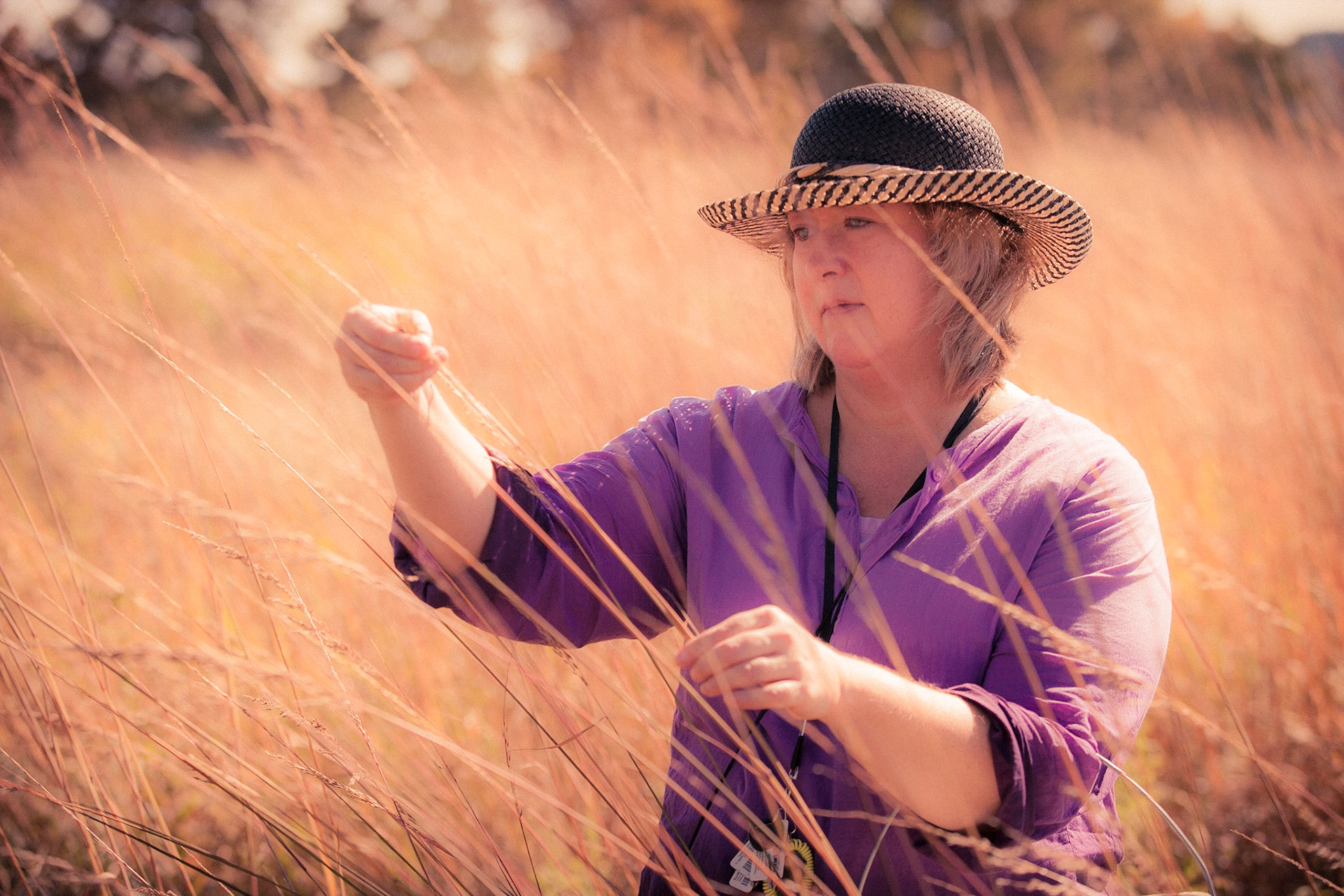 Fall native seed harvesting, Natural Land Institute, Roscoe.

(Release available)