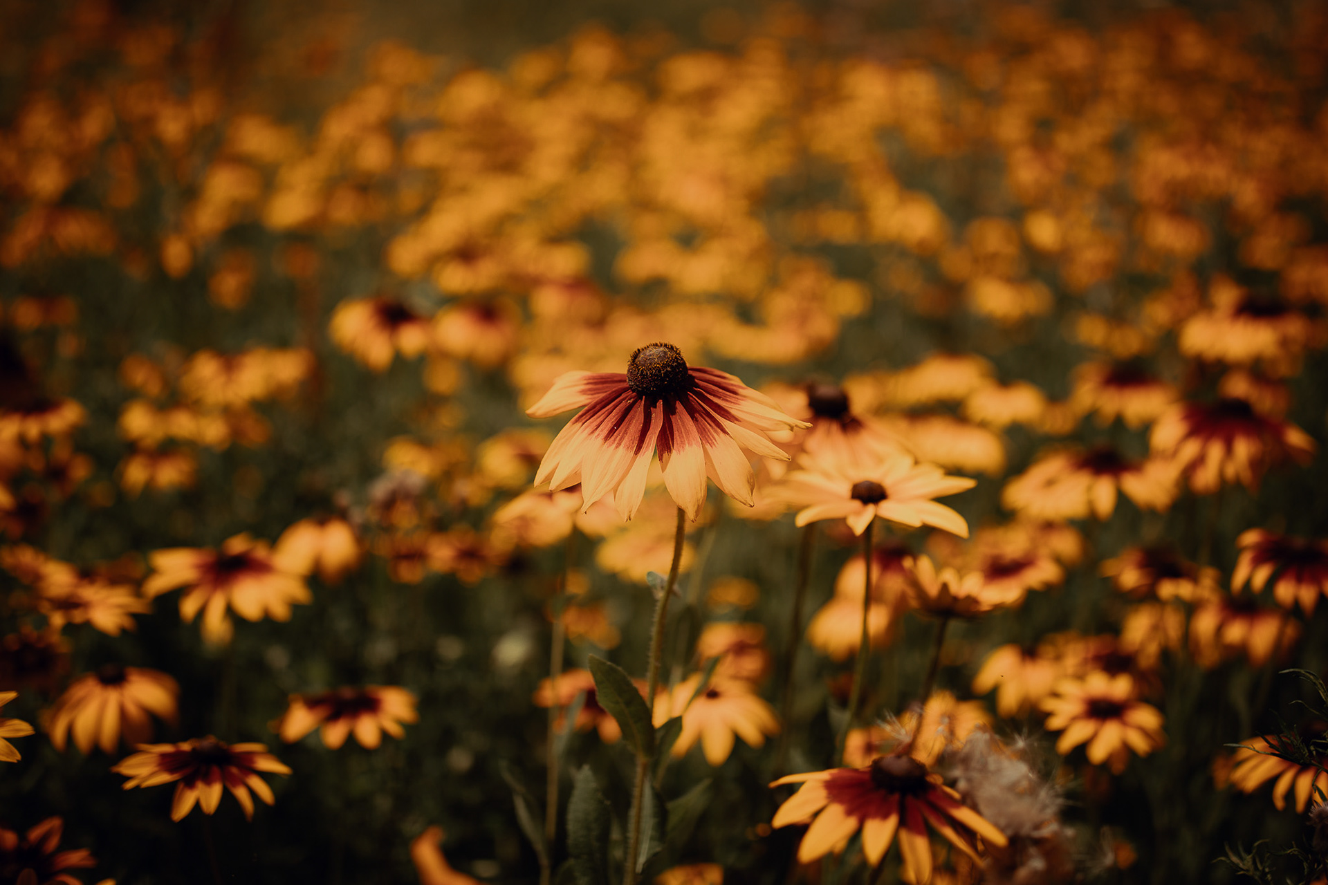 Blumengärten Hirschstetten