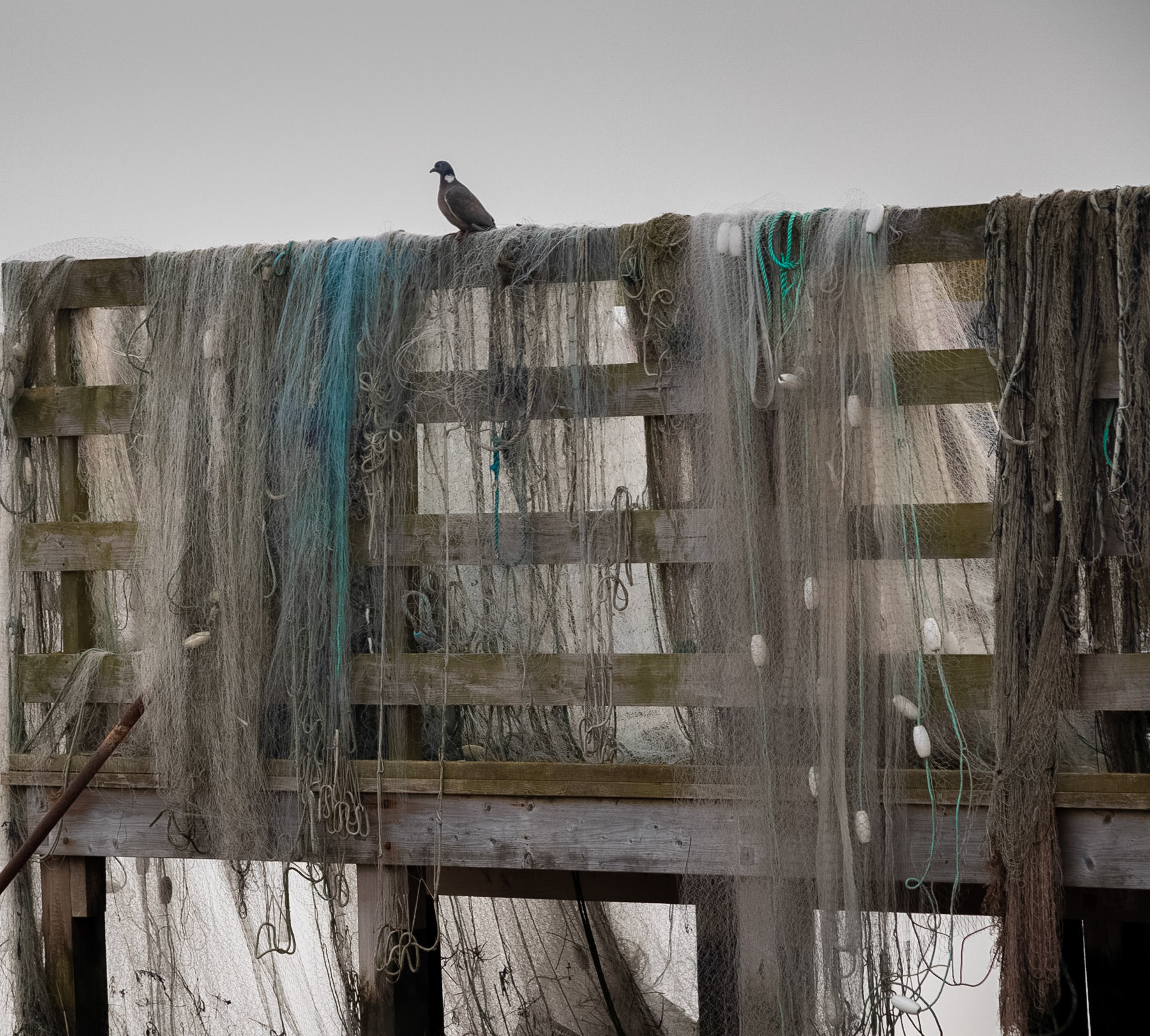 Bird and Nets