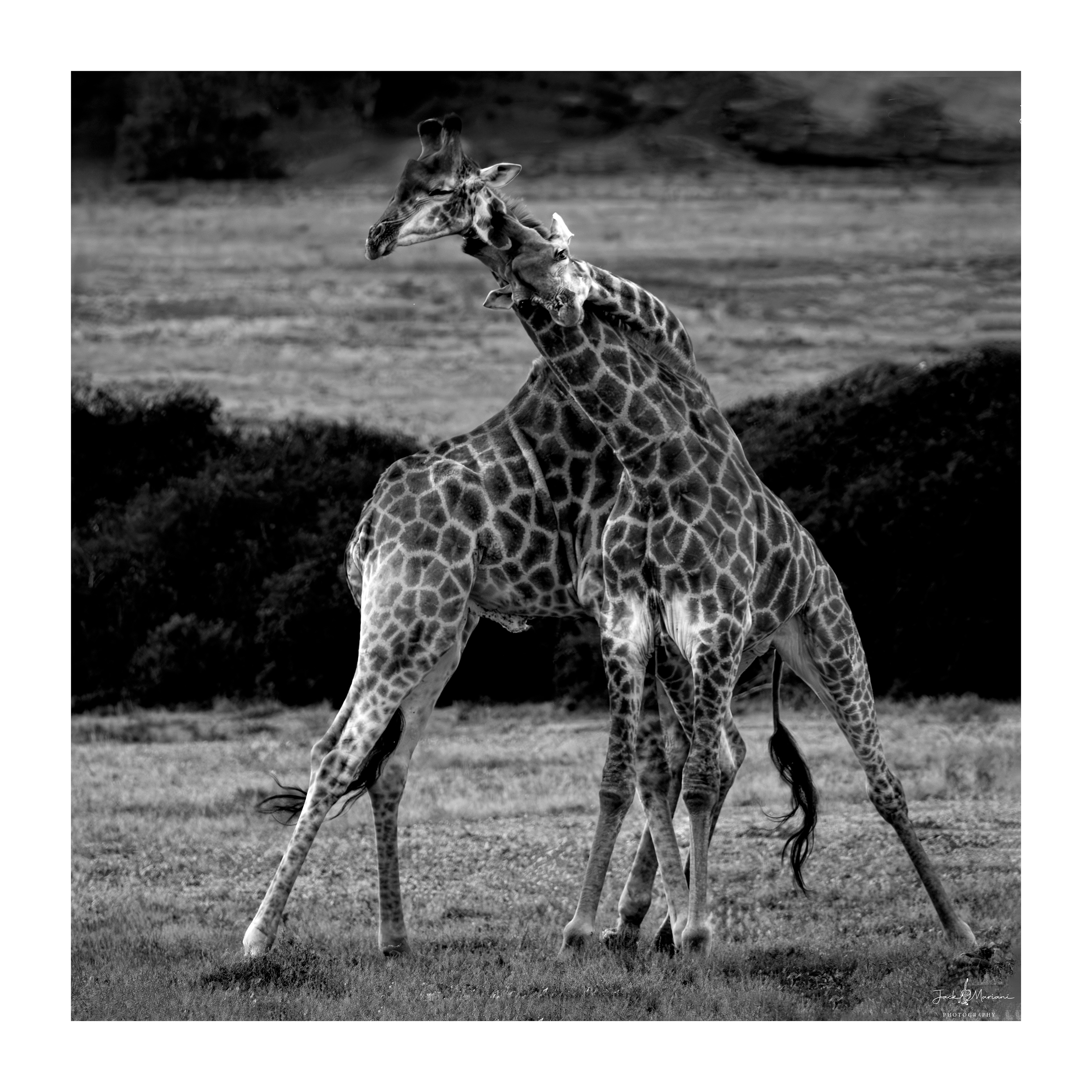 Battle Of The Giants (b&w)