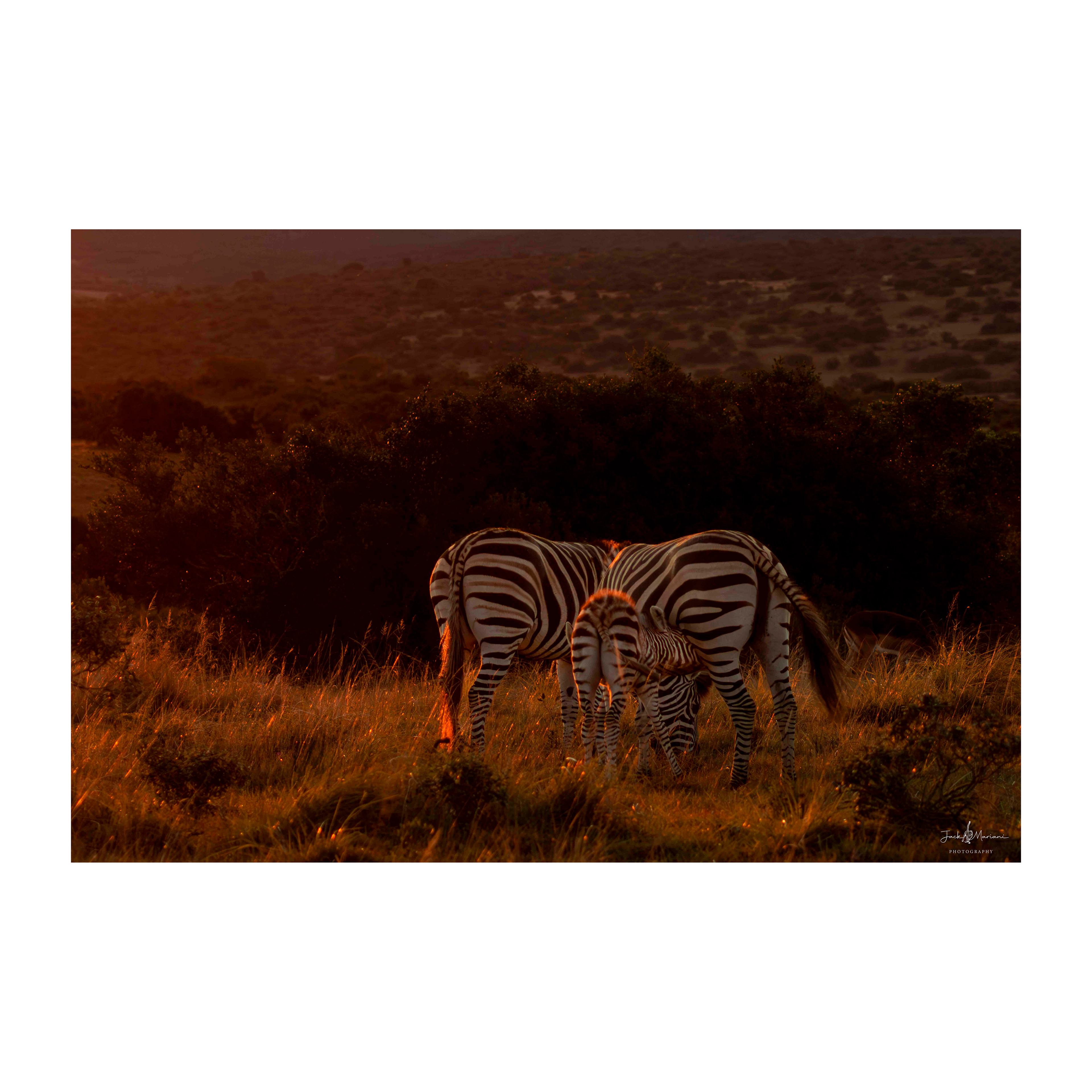 Sundowner