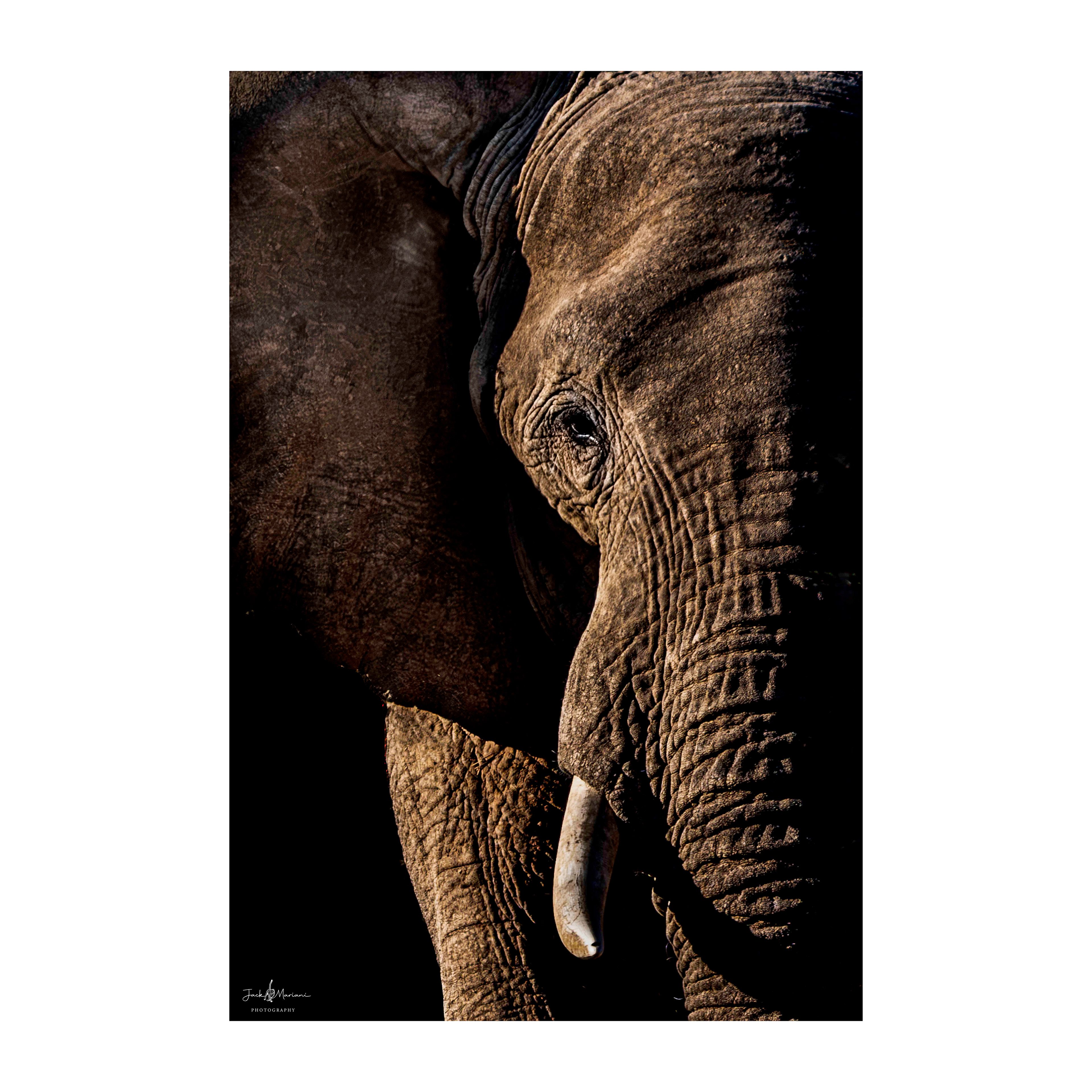 The Matriarch