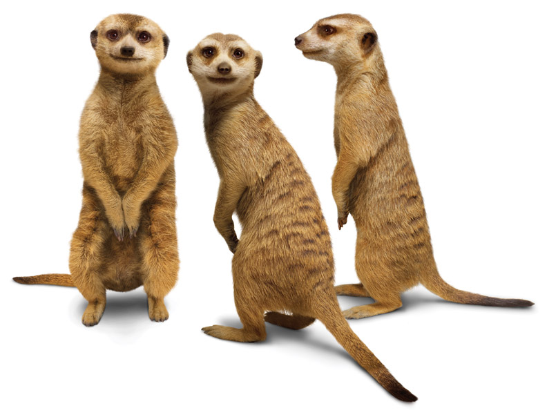 Three meerkats standing together, two looking towards the camera, while one looks to the left