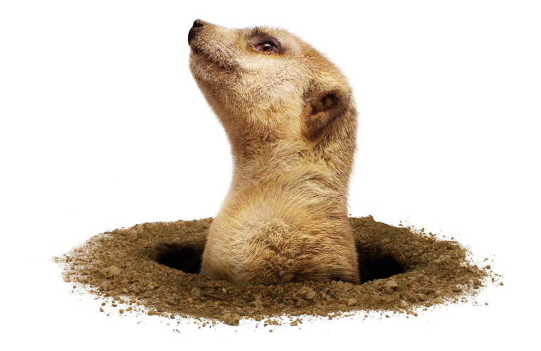 A Meerkat poking its head out of a hole, looking towards the "Problem" statement of the project