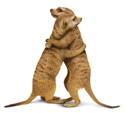 Two meerkats standing up and hugging