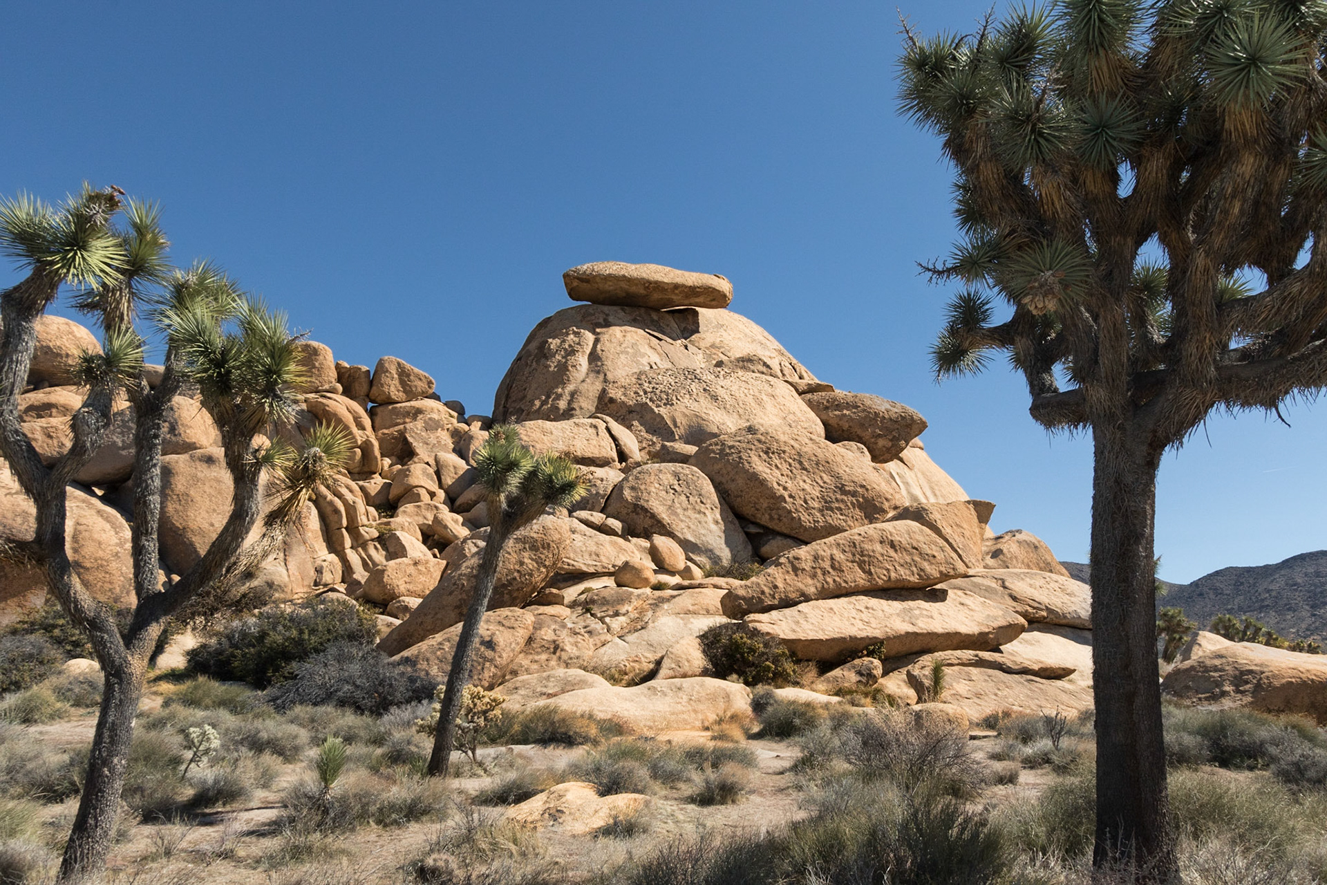 Cap Rock with Josua Tree.  Joshua Tree NP, California (2020)