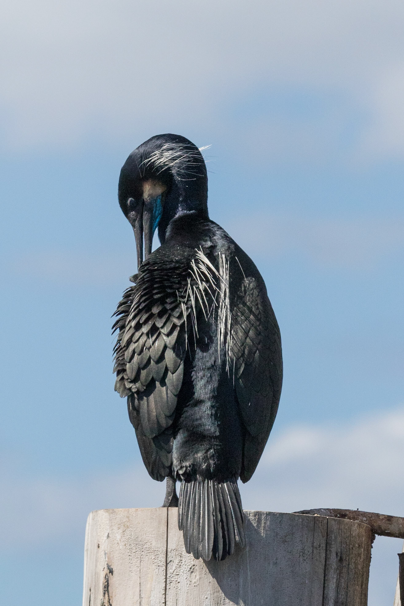 Preening Sea bird, Moss Landing 2019