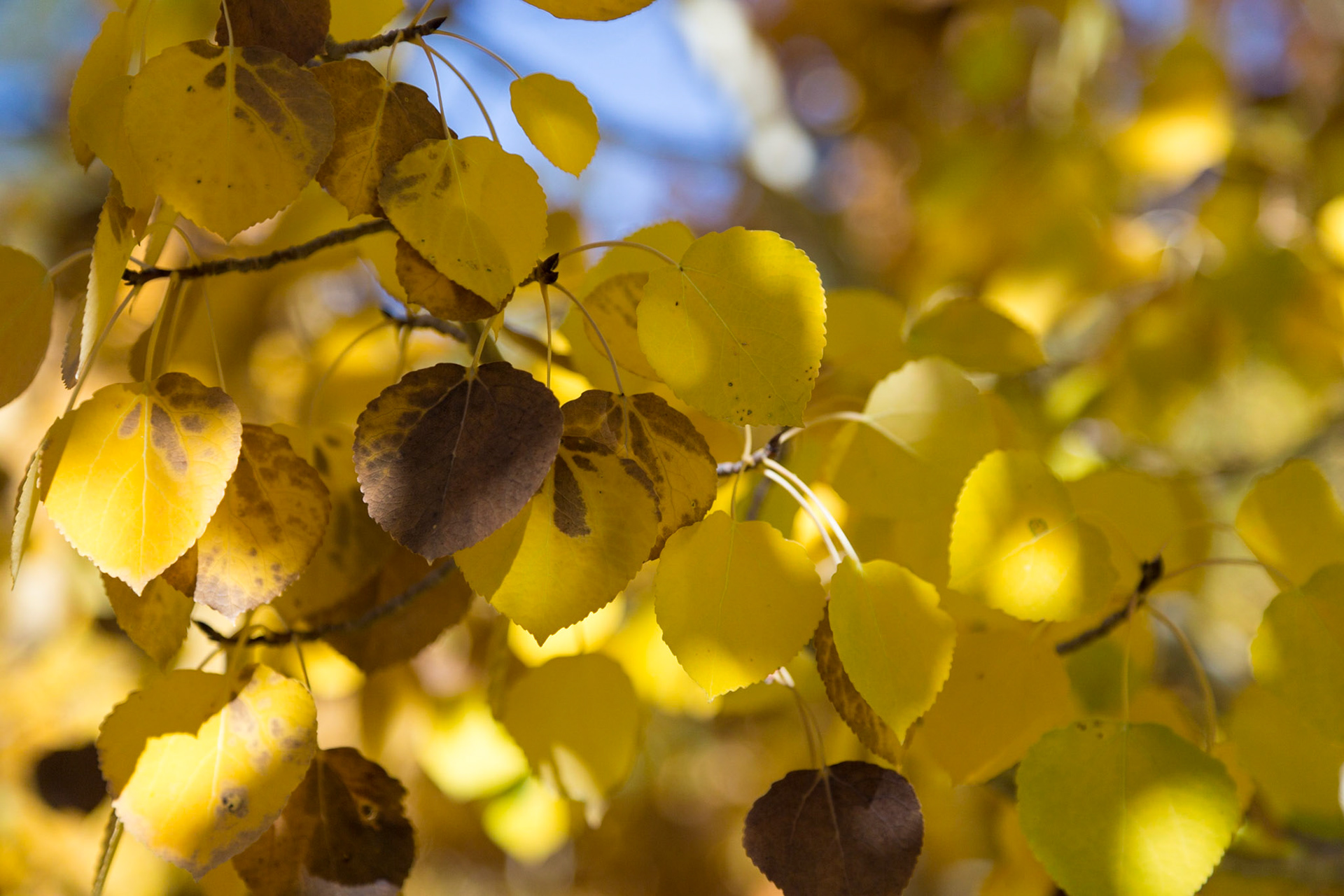 Yellow and Brown Birch leaves in Eastern Sierra's  (South Lake Road) near Bishop CA (2016)