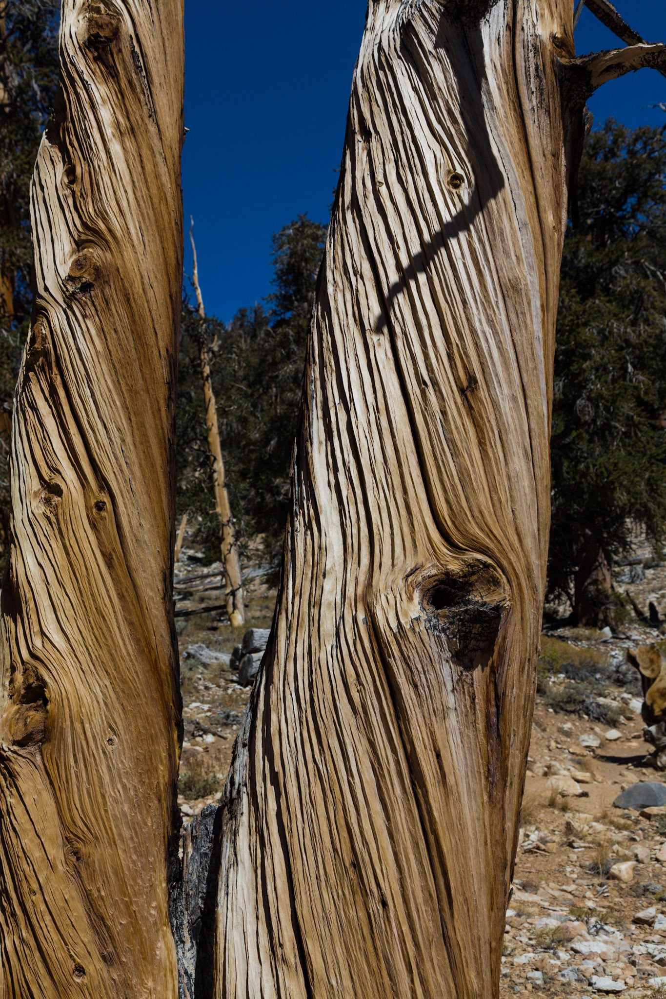 Twisted Trunk of Bristlecone Pine, Ancient Bristlecone Pine Forest (Inyo National Forest) near Bishop CA (2016)