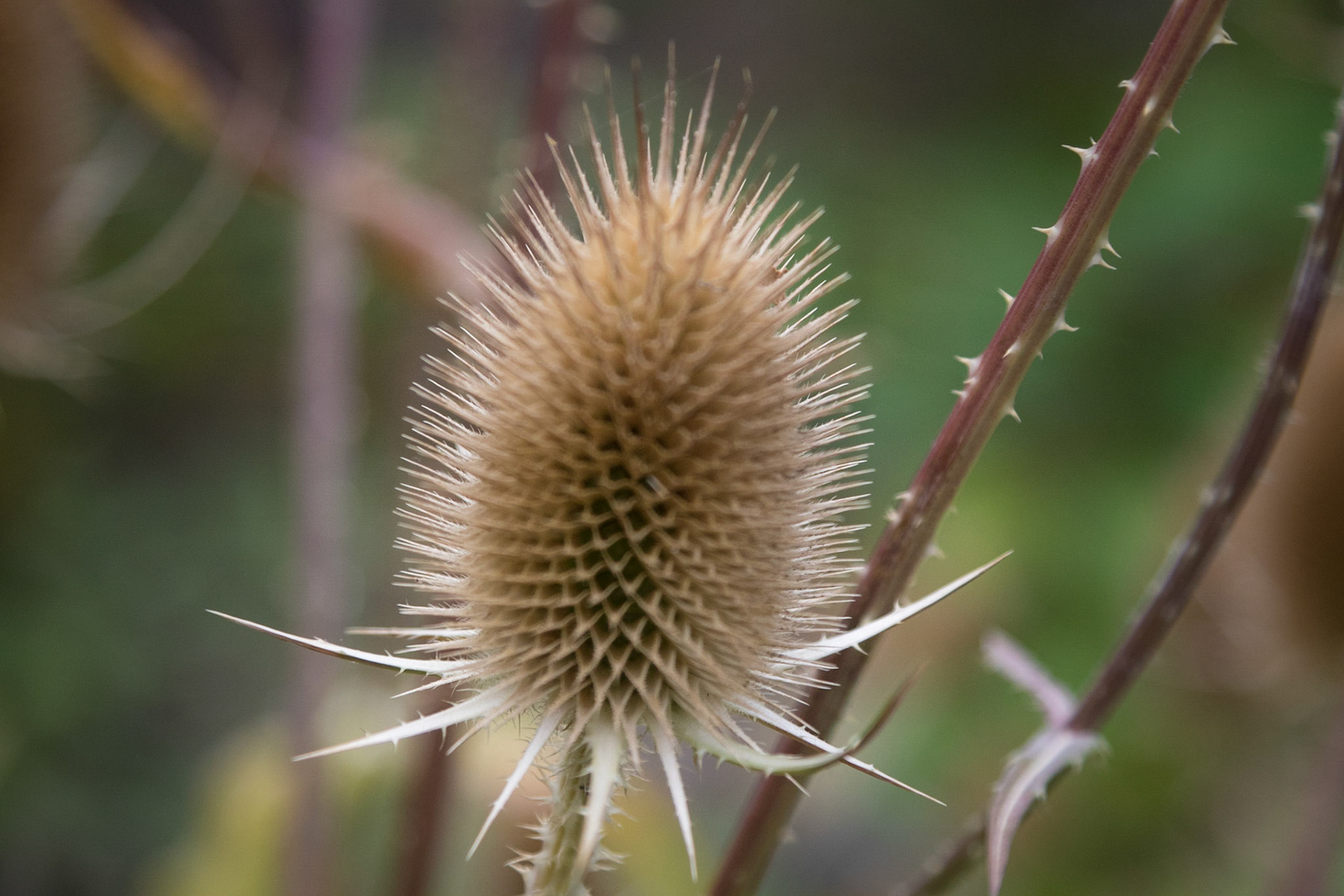 Grote Kaardebol. Amsterdam Botanical Garden, Amsterdam, Netherlands (2018)