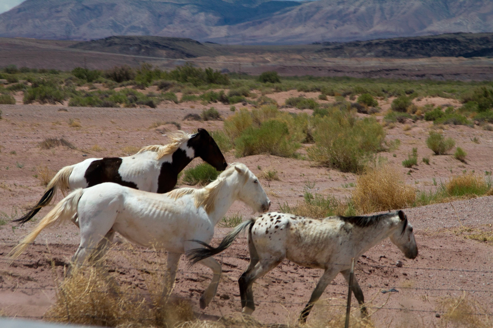 Horses in Arizona