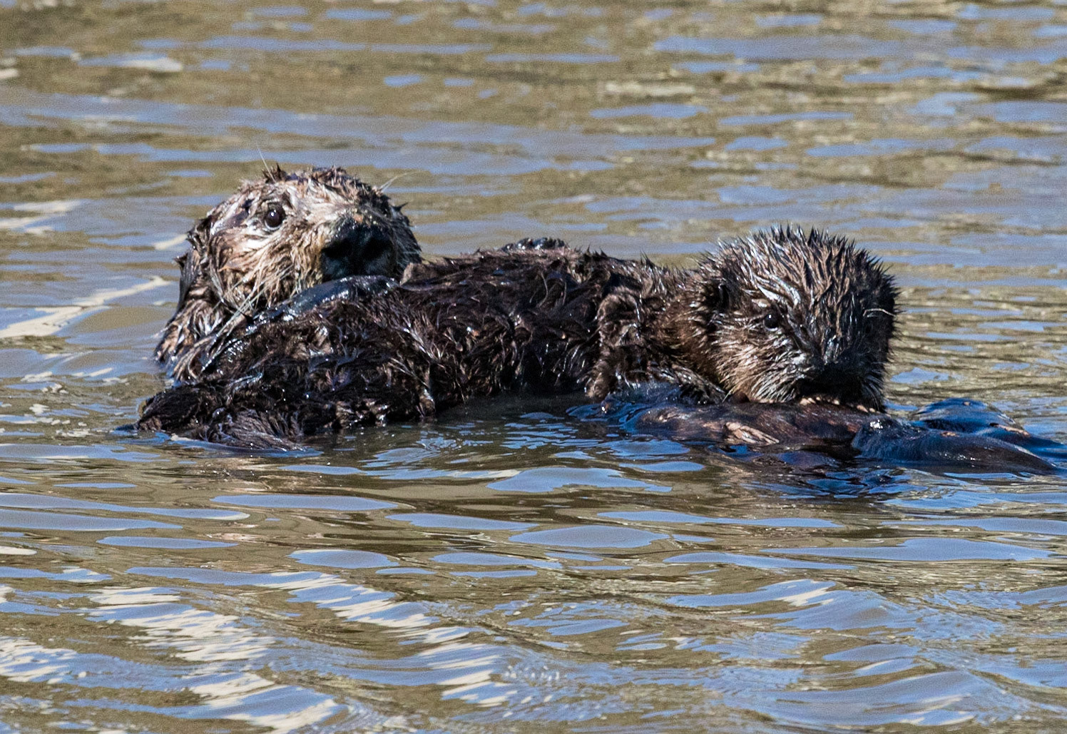 Sea Otters at Moss Landing 2019