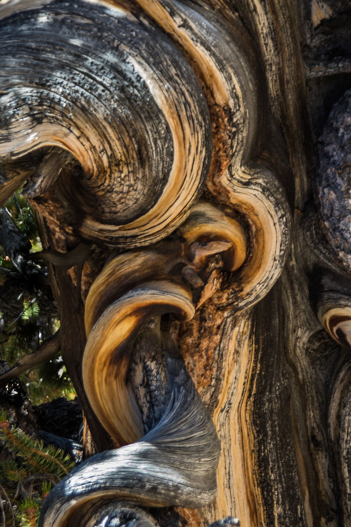Bristlecone Pine, Ancient Bristlecone Pine Forest (Inyo National Forest) near Bishop CA (2016)