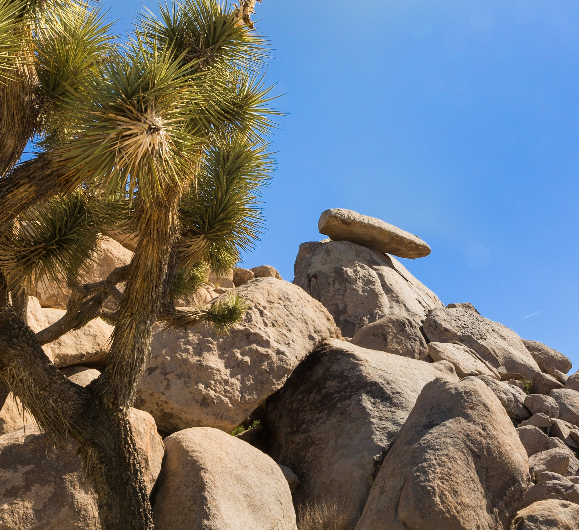 Cap Rock with Josua Tree.  Joshua Tree NP, California (2020)