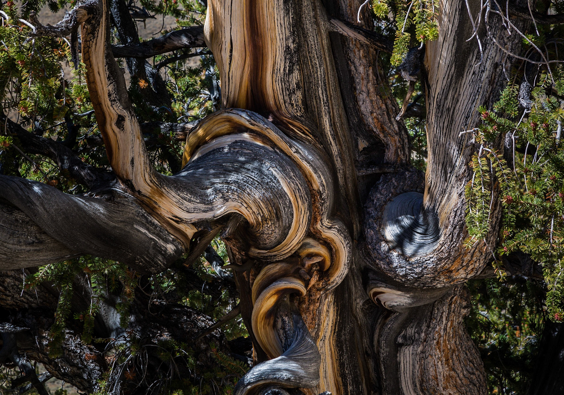 Bristlecone Pine, Ancient Bristlecone Pine Forest (Inyo National Forest) near Bishop CA (2016)